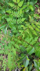 Koelreuteria