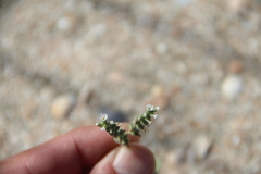 Heliotropium europaeum