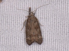 Dichomeris inversella