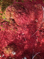 Sphagnum rubellum