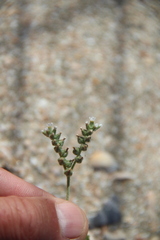 Heliotropium europaeum