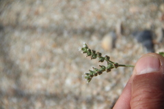 Heliotropium europaeum