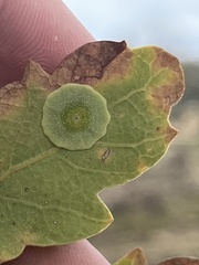 Andricus pattersonae