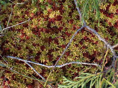 Sphagnum austinii