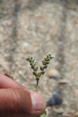 Heliotropium europaeum