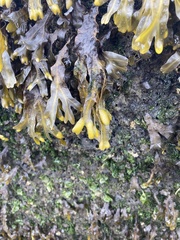 Fucus