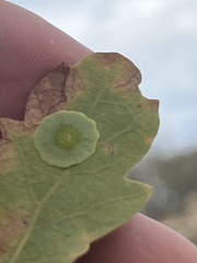 Andricus pattersonae