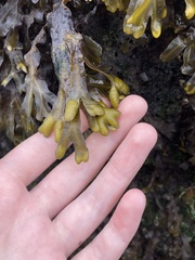 Fucus