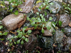 Montia parvifolia
