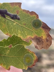 Andricus pattersonae