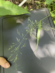 Agrostis perennans