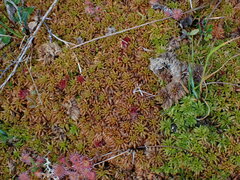 Sphagnum austinii