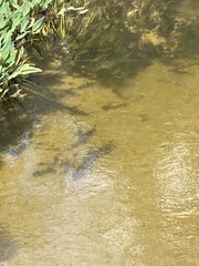 Lepisosteus osseus