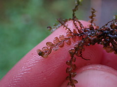 Chiloscyphus polyanthos