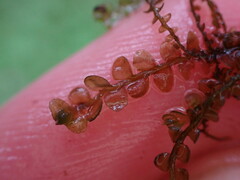 Chiloscyphus polyanthos