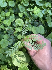 Gleditsia triacanthos inermis