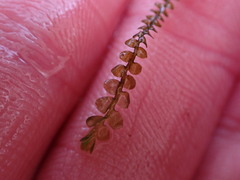 Chiloscyphus polyanthos