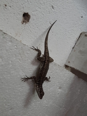 Tropidurus