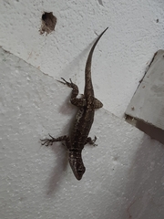 Tropidurus