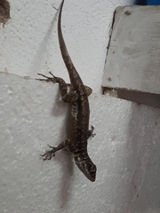 Tropidurus