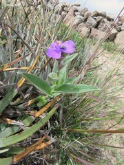Tradescantia crassifolia