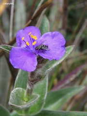 Tradescantia crassifolia
