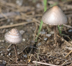 Panaeolus papilionaceus