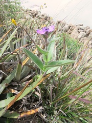 Tradescantia crassifolia