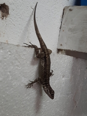 Tropidurus
