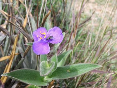Tradescantia crassifolia