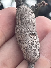 Andricus chrysolepidicola