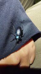 Carabus violaceus