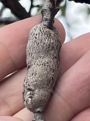 Andricus chrysolepidicola