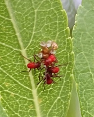 Insecta