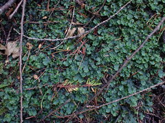 Pellia neesiana