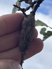 Andricus chrysolepidicola