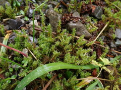 Rhytidiadelphus squarrosus