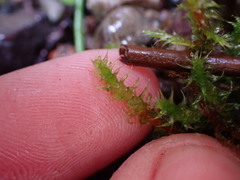 Rhytidiadelphus squarrosus