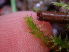 Rhytidiadelphus squarrosus