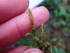 Rhytidiadelphus squarrosus