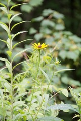 Rudbeckia hirta pulcherrima