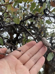 Andricus chrysolepidicola