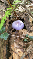 Cortinarius iodes