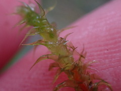 Rhytidiadelphus squarrosus