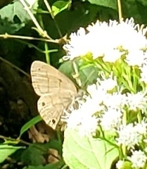Hermeuptychia sosybius