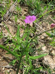 Ipomoea capillacea