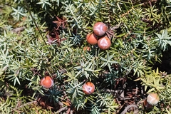 Juniperus macrocarpa