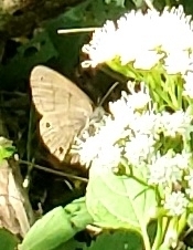 Hermeuptychia sosybius