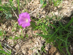 Ipomoea capillacea