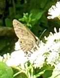 Hermeuptychia sosybius